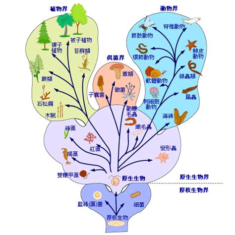 界門綱目科屬種口訣|生物の分類階級、ドメイン・界・門・綱・目・科・属。